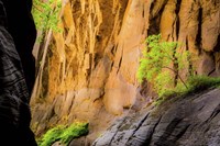 Tree on Edge of Cliff Fine Art Print