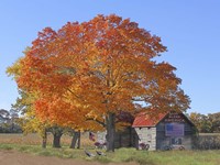 God Bless - Fall with Turkeys Fine Art Print