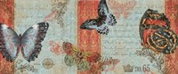 Three Butterflies Fine Art Print