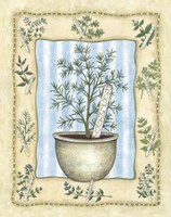 Rosemary Fine Art Print