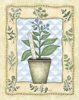 Borage Fine Art Print