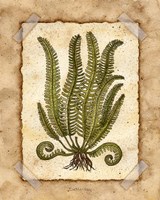 Fern 1 Framed Print