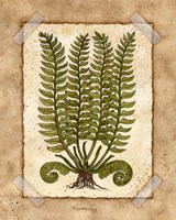Fern 2 Fine Art Print