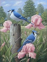 Blue Jays Fine Art Print