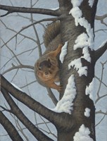 What's Going On - Fox Squirrel Fine Art Print