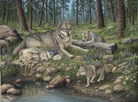 Grey Wolf Mother And Pups Fine Art Print