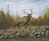 Autumn Elk Fine Art Print