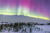 Pink Aurora over boreal forest in Canada Fine Art Print