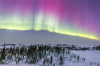 Pink Aurora over boreal forest in Canada Fine Art Print