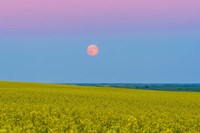 Supermoon rising above a canola field in southern Alberta, Canada Fine Art Print