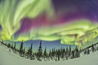 Aurora borealis over Churchill, Manitoba, Canada Fine Art Print