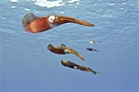 Reef Squid, USS Kittiwake, Grand Cayman Fine Art Print