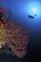 Gorgonian sea fan, Cayman Islands Fine Art Print