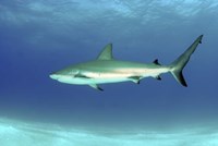 Caribbean reef shark, Nassau, The Bahamas Fine Art Print