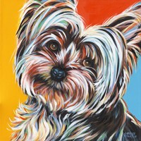 Sweet Yorkie II Framed Print