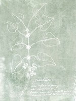 Essential Botanicals I Fine Art Print