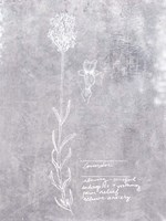 Essential Botanicals II Fine Art Print