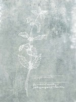 Essential Botanicals III Fine Art Print
