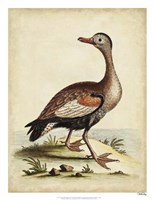 Antique Bird Menagerie VI Fine Art Print