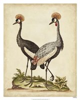 Antique Bird Menagerie VII Fine Art Print
