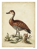 Antique Bird Menagerie VIII Fine Art Print