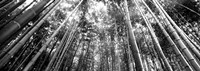 Low angle view of bamboo trees, Arashiyama, Kyoto, Japan Fine Art Print