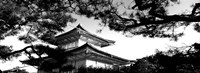 Low angle view of trees in front of a temple, Kinkaku-ji Temple, Kyoto City, Japan Fine Art Print