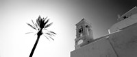 Low angle view of a palm tree near a church , Ios, Greece Fine Art Print