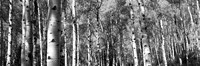 Forest, Grand Teton National Park, Teton County, Wyoming Fine Art Print