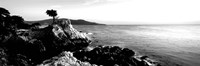 Lone Cypress Tree, 17-Mile Drive, Carmel, California Fine Art Print