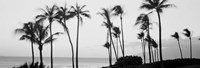 Silhouette of palm trees at dusk, Hawaii Fine Art Print