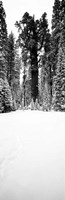 General Sherman trees in a snow covered landscape, Sequoia National Park, California Fine Art Print
