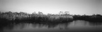 Tall grass at the lakeside, Anhinga Trail, Everglades National Park, Florida Fine Art Print