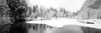 Snow covered trees in a forest, Yosemite National Park, California Fine Art Print