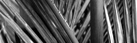 Detail of palm leaves, Hawaii Islands, Hawaii Fine Art Print