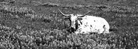 Texas Longhorn Cow Sitting On A Field, Hill County, Texas Fine Art Print