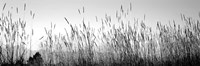 Tall grass in a national park, Grand Teton National Park, Wyoming Fine Art Print