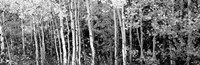Aspen and Black Hawthorn trees in a forest, Grand Teton National Park, Wyoming BW Fine Art Print