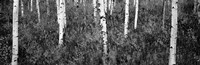 Aspen trees in a forest, Shadow Mountain, Grand Teton National Park, Wyoming Fine Art Print