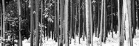 Lodgepole Pines and Snow Grand Teton National Park WY BW Fine Art Print