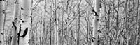 Aspen trees in a forest BW Framed Print