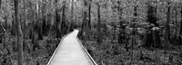 Boardwalk passing through a forest, Congaree National Park, South Carolina Fine Art Print