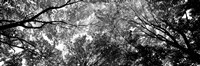 Low angle view of trees BW Fine Art Print