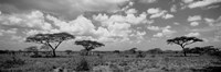 Acacia trees on a landscape, Lake Ndutu, Tanzania Fine Art Print