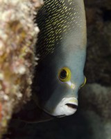 French angelfish, West Palm Beach, Florida Fine Art Print