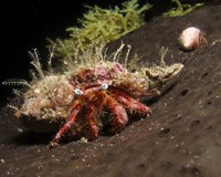 Hermit Crab on sponge in Gulf of Mexico Fine Art Print