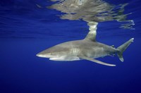 Oceanic Whitetip shark Fine Art Print