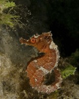 Orange seahorse, West Palm Beach, Florida Fine Art Print