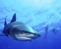 Diver swimming with Oceanic Whitetip Sharks, Cat Island, Bahamas Fine Art Print