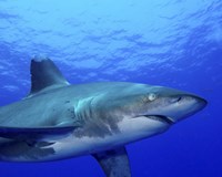 Close-up side view of an Oceanic Whitetip Shark Fine Art Print
